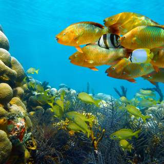 Fish ultra HD wallpaper