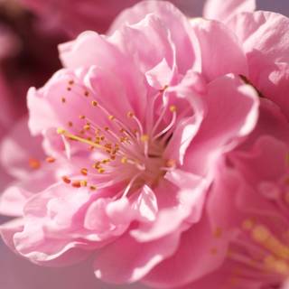 Pink spring flowers HD wallpaper