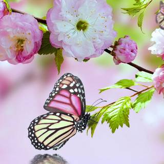 Pink spring flowers HD wallpaper