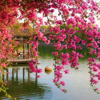 Pink spring flowers HD wallpaper