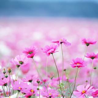 Pink spring flowers HD wallpaper
