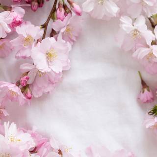 Pink spring flowers HD wallpaper