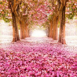 Pink spring flowers HD wallpaper