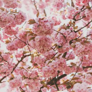 Pink spring flowers HD wallpaper