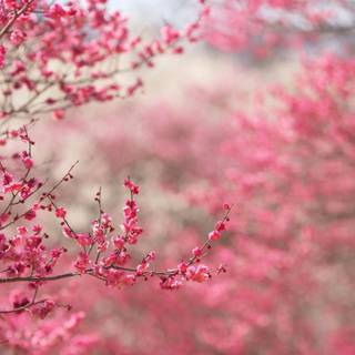 Pink spring flowers HD wallpaper
