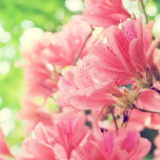 Pink spring flowers HD wallpaper