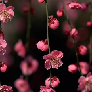 Pink spring flowers HD wallpaper