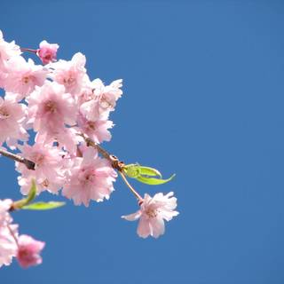 Pink spring flowers HD wallpaper