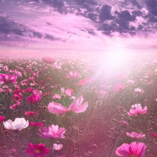 Pink spring flowers HD wallpaper