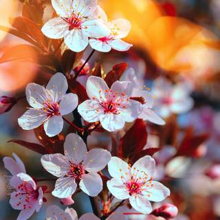 Pink spring flowers HD wallpaper