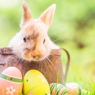 Easter vibe wallpaper