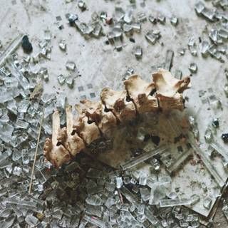 Broken bones wallpaper