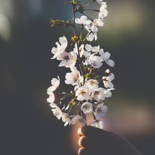 April aesthetic wallpaper