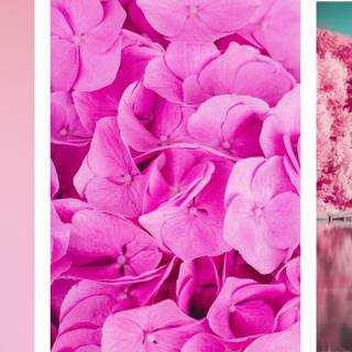 Pink spring aesthetic wallpaper