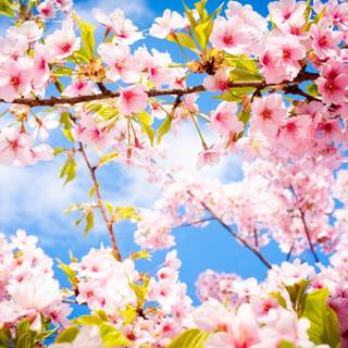 Pretty spring scenery wallpaper