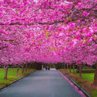 Pretty spring scenery wallpaper
