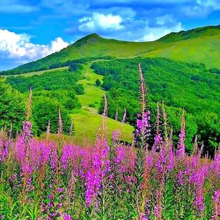 Pretty spring scenery wallpaper