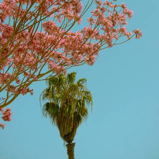 Plants summer wallpaper