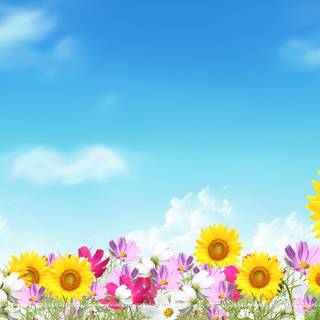 Plants summer wallpaper