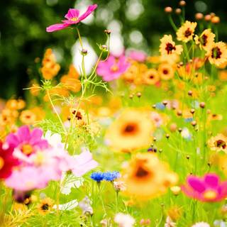 Plants summer wallpaper