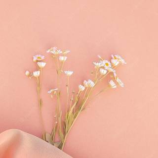 Plants summer wallpaper