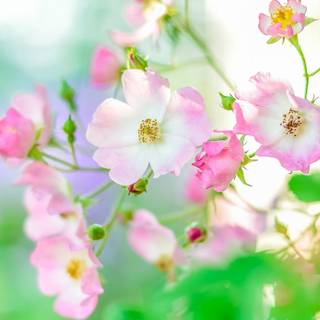 Plants summer wallpaper