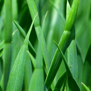 Plants summer wallpaper