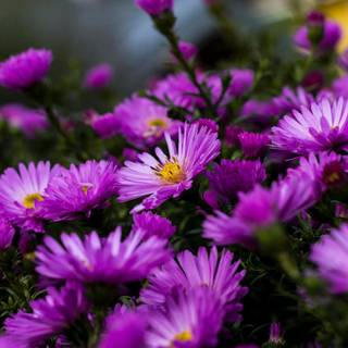 Plants summer wallpaper