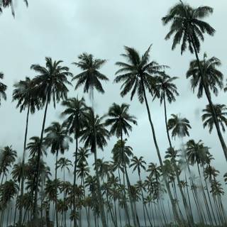 Plants summer wallpaper