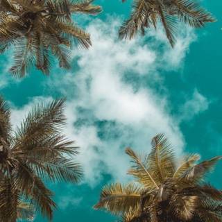 Plants summer wallpaper