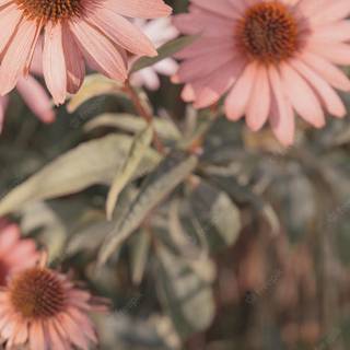 Plants summer wallpaper