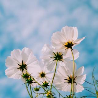 Plants summer wallpaper