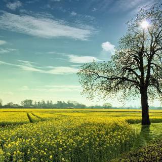 Plants summer wallpaper