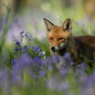 Plants summer wallpaper