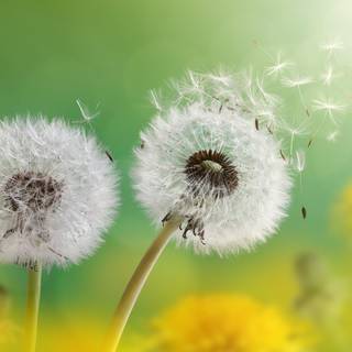 Common Dandelion wallpaper