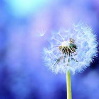 Common Dandelion wallpaper