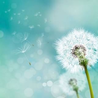 Common Dandelion wallpaper