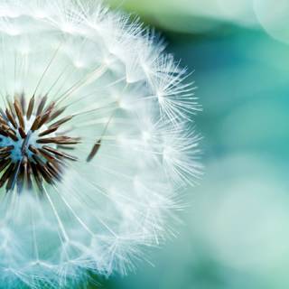 Common Dandelion wallpaper