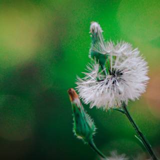 Common Dandelion wallpaper