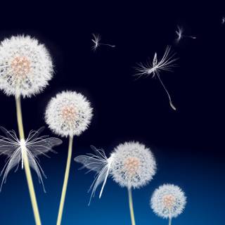 Common Dandelion wallpaper
