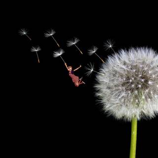 Common Dandelion wallpaper