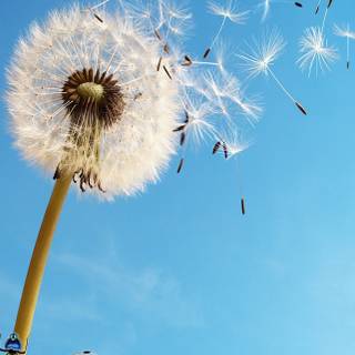 Common Dandelion wallpaper