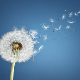 Common Dandelion wallpaper