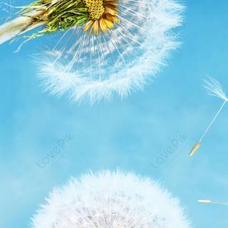 Common Dandelion wallpaper