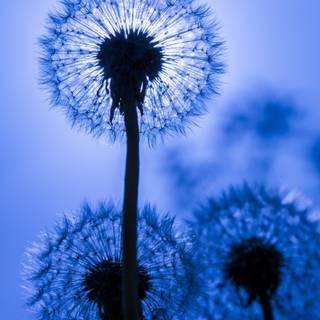 Common Dandelion wallpaper