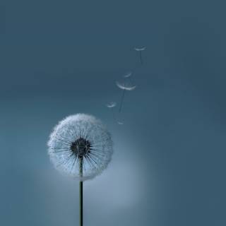 Common Dandelion wallpaper
