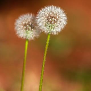 Common Dandelion wallpaper