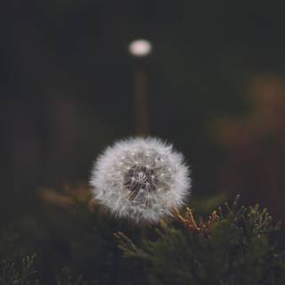 Common Dandelion wallpaper
