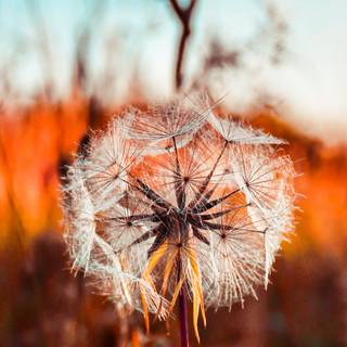 Common Dandelion wallpaper