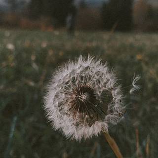 Common Dandelion wallpaper